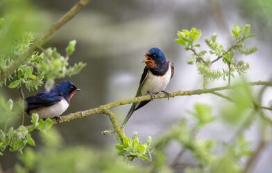 Concert-lecture intitulé « La prédication aux oiseaux »