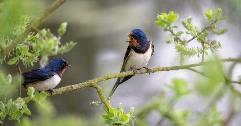 Concert-lecture intitulé « La prédication aux oiseaux »
