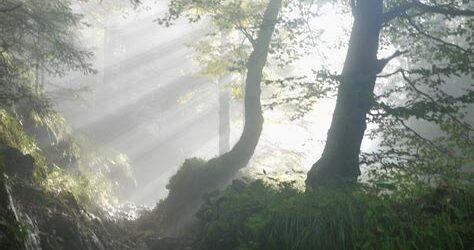 🌿 Week-end national « Espérer pour le vivant »