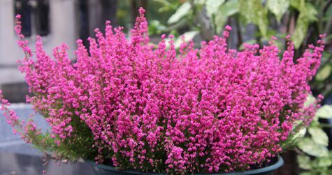 🙏 Hommage œcuménique au pasteur J. Tartier